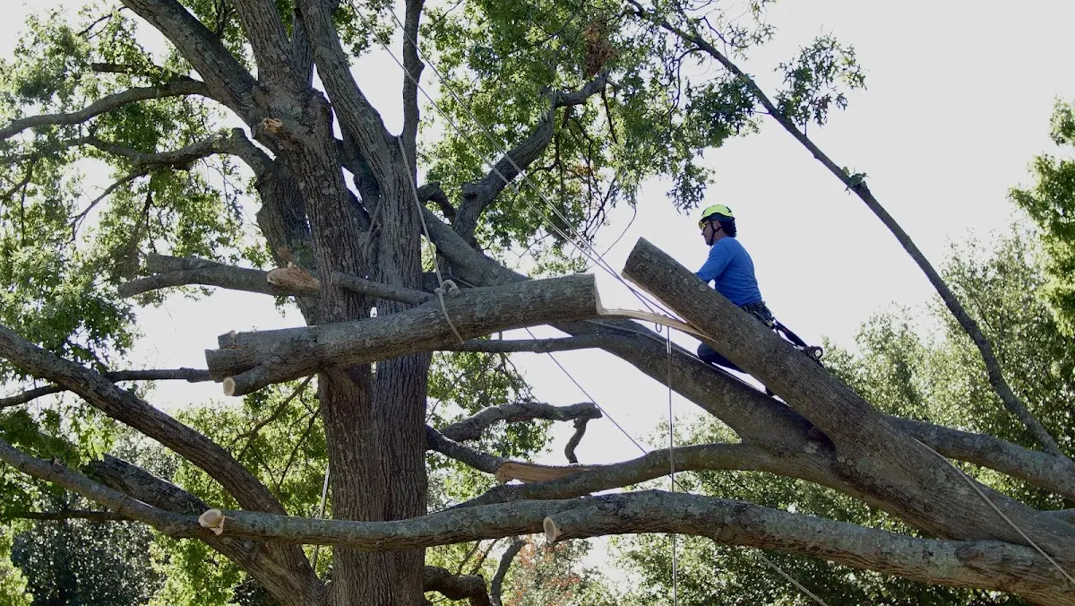 Professional Crown Thinning performed by certified arborists in Merlin