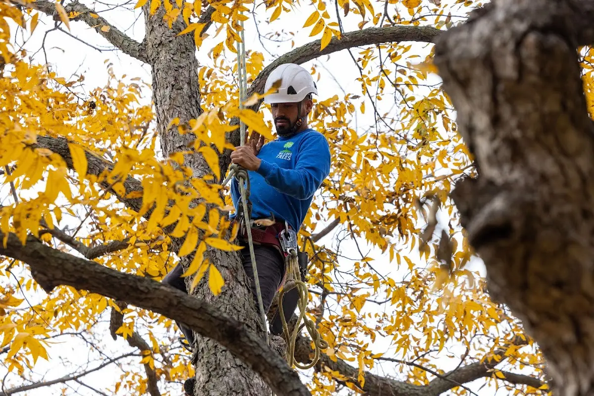 Skilled Tree Trimming crew working in Merlin