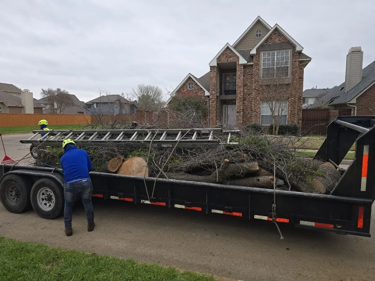 Expert Tree Pest Control with proper safety equipment in Merlin